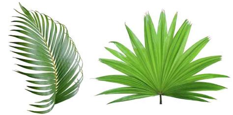 palm frawns or palm fronds.